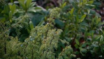 Imagem de Viveiros no Nordeste produzem para metade da ilha