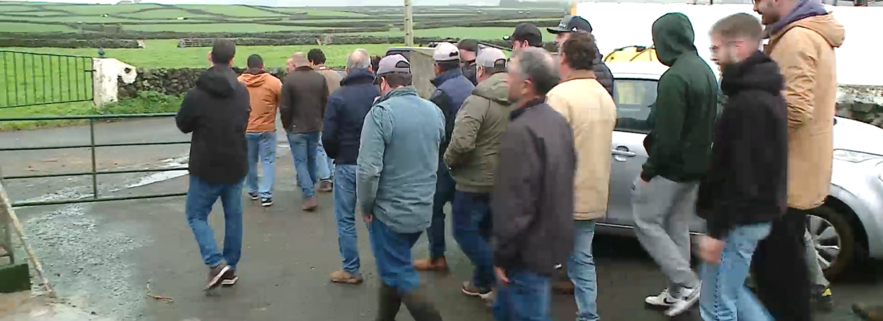 Imagem de Uma centena de produtores da Terceira em protesto contra descida do preço do leite