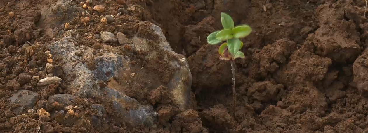 Imagem de CTT e Quercus promovem ação de florestação na ilha Terceira com plantação de 1600 árvores