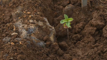Imagem de CTT e Quercus promovem ação de florestação na ilha Terceira com plantação de 1600 árvores