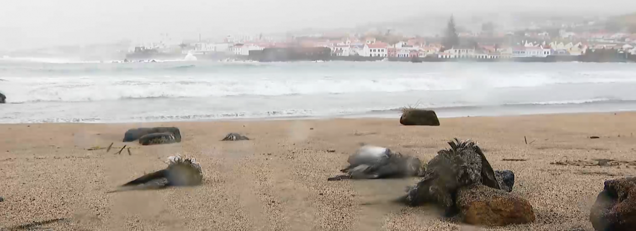 Imagem de Sucessivas tempestade têm provocado a morte de aves marinhas
