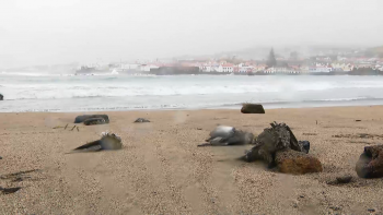 Imagem de Sucessivas tempestade têm provocado a morte de aves marinhas