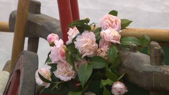 Imagem de Camélias e tradições animam freguesia de Santa Bárbara em Ponta Delgada