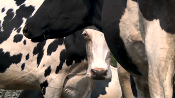 Imagem de UNICOL justifica baixa do preço do leite na Terceira e Graciosa com tendência do mercado