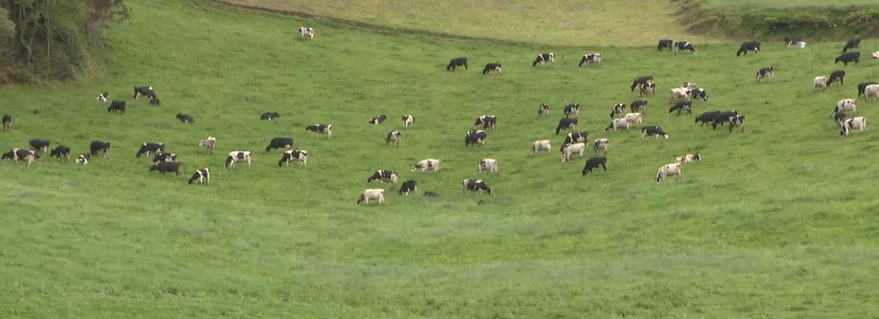 Imagem de UNICOL explica queda do preço do leite com tendência do mercado a nível europeu