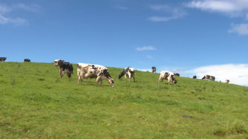 Imagem de Produtores de leite da Graciosa ameaçam mudar-se para o setor da carne