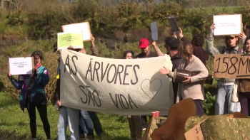 Imagem de Manifestantes defendem proteção das árvores centenárias e pedem reavaliação do impacto ambiental