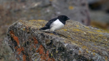 Imagem de Mau tempo provoca arrojamento de aves marinhas nos Açores