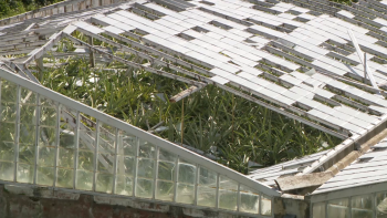 Imagem de Vento Forte provoca estragos em estufas de ananases em Vila Franca do Campo