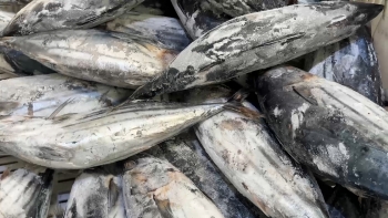 Imagem de Pescadores exigem apoios ao combustível e preço mínimo garantido para o pescado