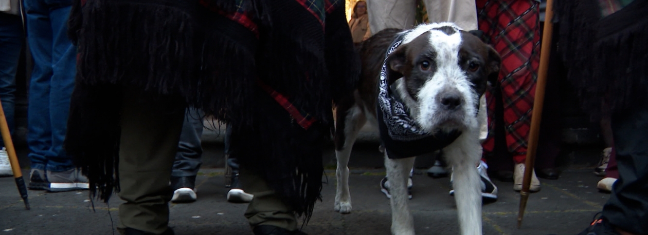 Imagem de “Boneca”: A romeira de quatro patas