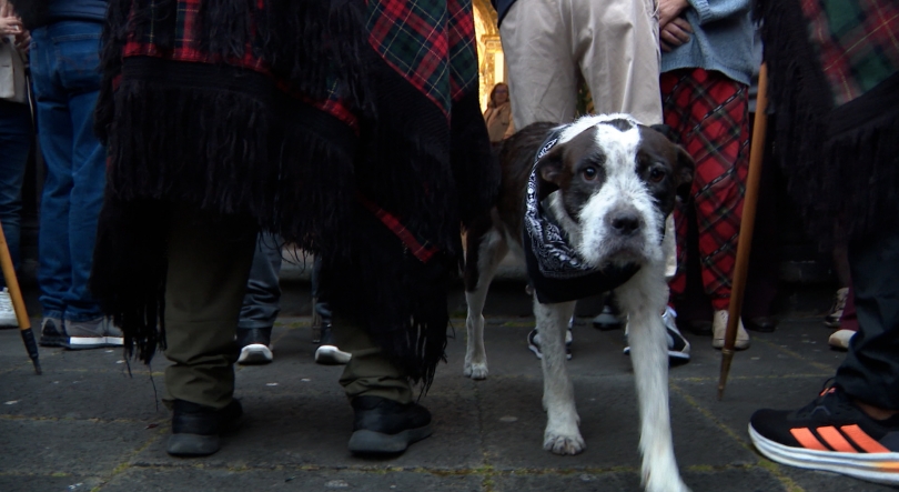Imagem de Boneca: A romeira de quatro patas