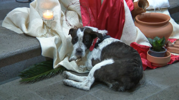 Imagem de Terminam hoje as romarias quaresmais este ano marcadas pelo fenómeno Boneca