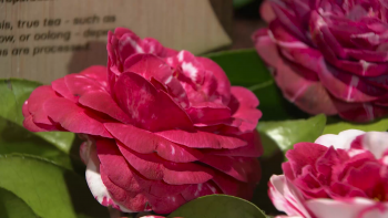 Imagem de 22ª Exposição de Camélias das Furnas termina hoje