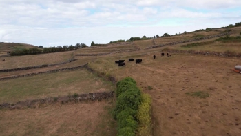 Imagem de UE-Mercosul e POSEI: Federação Agrícola dos Açores organiza colóquio na próxima sexta-feira