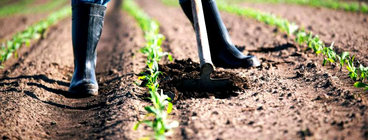 Imagem de Jorge Rita exige firmeza ao Governo Regional para desbloquear verbas devidas pela República aos agricultores
