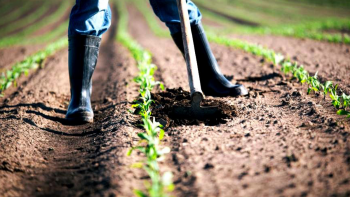 Imagem de Ministro da Agricultura defende redução de taxas e impostos nos fertilizantes a nível europeu