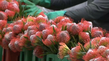 Imagem de FRUTER recebe certificação que permite exportar flores para todo o mundo