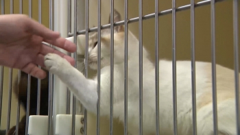 Imagem de Provedora do Animal ouve preocupações do Chega sobre bem-estar animal nos Açores