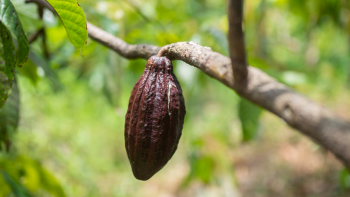 Imagem de Parlamento Europeu aprova três projetos de inovação agrícola para os Açores