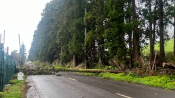 Imagem de Mau Tempo Açores: Ocorrências estão relacionadas com queda de árvores e estruturas