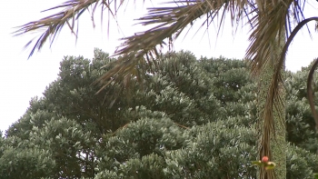 Imagem de Depressão Therese: Açores registam 57 ocorrências e perturbações aéreas