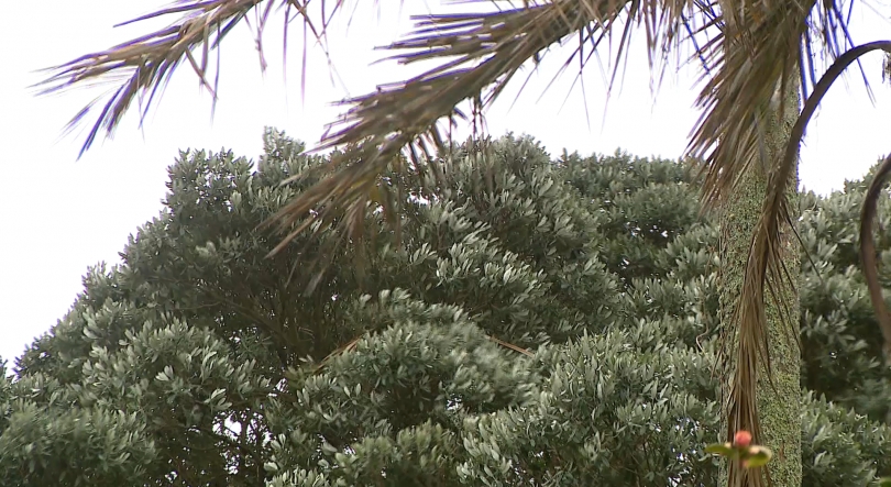 Imagem de IPMA estende aviso amarelo a todo o arquipélago dos Açores devido às previsões de vento forte