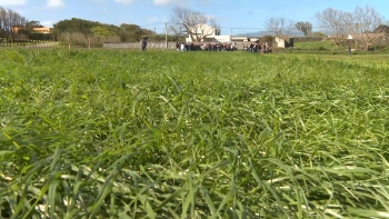 Imagem de Agricultores participam em formação sobre pastagens mais robustas e produtivas