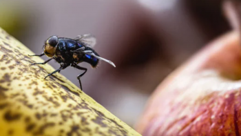 Imagem de Há uma nova praga de mosca nas árvores de fruto