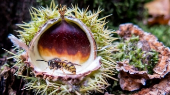 Imagem de Parlamento aprova iniciativa do Chega no combate à praga do castanheiro