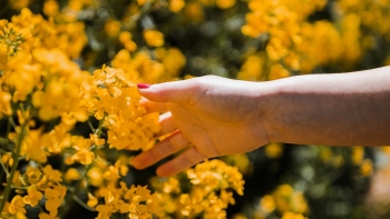 Imagem de Primavera: Que influência tem o sol no humor das pessoas