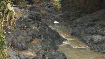 Imagem de Relatório do Estado das Ribeiras dos Açores em 2025 indica diminuição de ocorrências