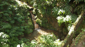 Imagem de Terapia da Natureza: Sobreviventes de AVCs aprendem técnicas de mindfulness com impacto na saúde