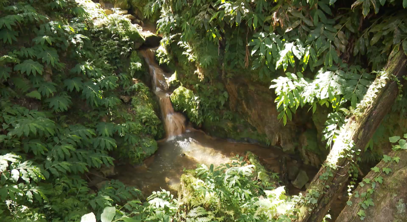 Imagem de Terapia da Natureza: Sobreviventes de AVC aprendem técnicas de mindfulness com impacto na saúde