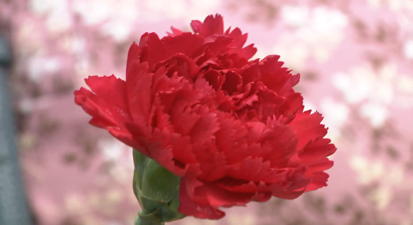 Imagem de 25 de Abril celebrado nas Portas da Cidade de Ponta Delgada com música e convívio popular