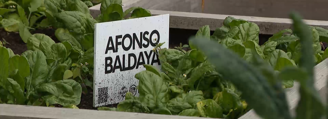 Imagem de Horta comunitária: Projeto da Bio Azórica pretende promover literacia verde