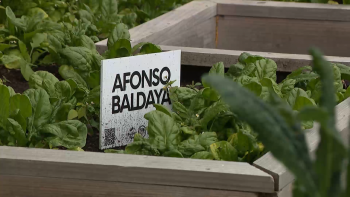 Imagem de Horta comunitária: Projeto da Bio Azórica pretende promover literacia verde