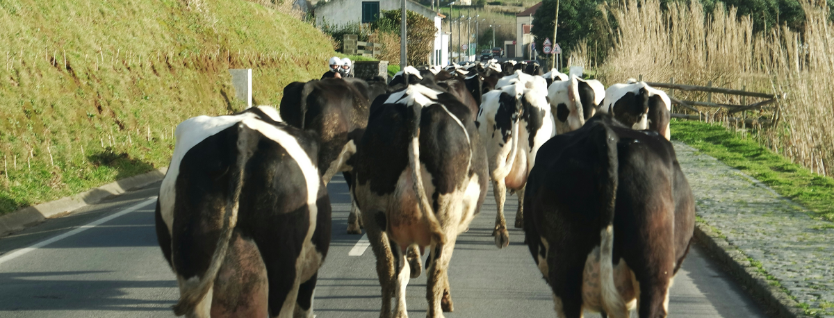 Imagem de Bolieiro e Jorge Rita indignados com falta de apoio da República aos agricultores açorianos