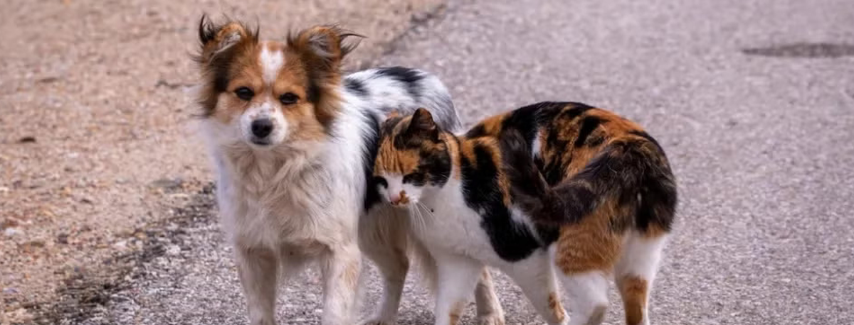 Imagem de Animais de Rua precisam de mais apoios