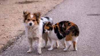 Imagem de Animais de Rua precisam de mais apoios