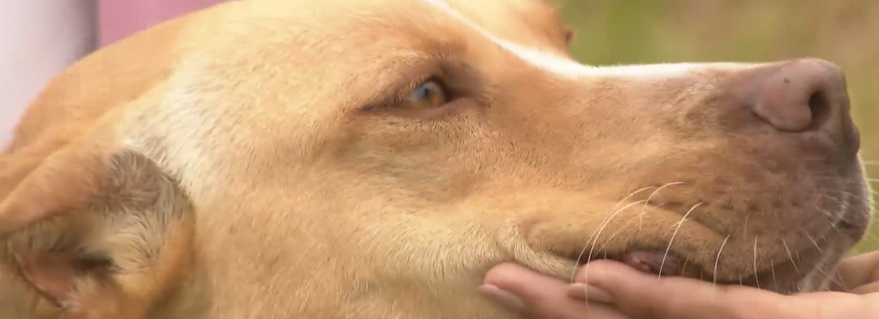 Imagem de Cadela resgatada em São Miguel esteve 8 dias em “condições deploráveis”