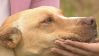 Imagem de Cadela resgatada em São Miguel esteve 8 dias em “condições deploráveis”
