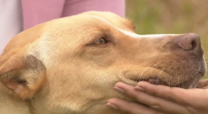 Imagem de Cadela resgatada em São Miguel esteve 8 dias em 