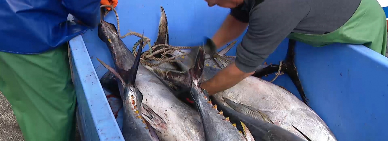 Imagem de Federação das Pescas apela aos armadores contenção na captura de atum rabilho