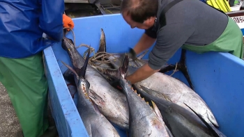 Imagem de Federação das Pescas apela aos armadores contenção na captura de atum rabilho