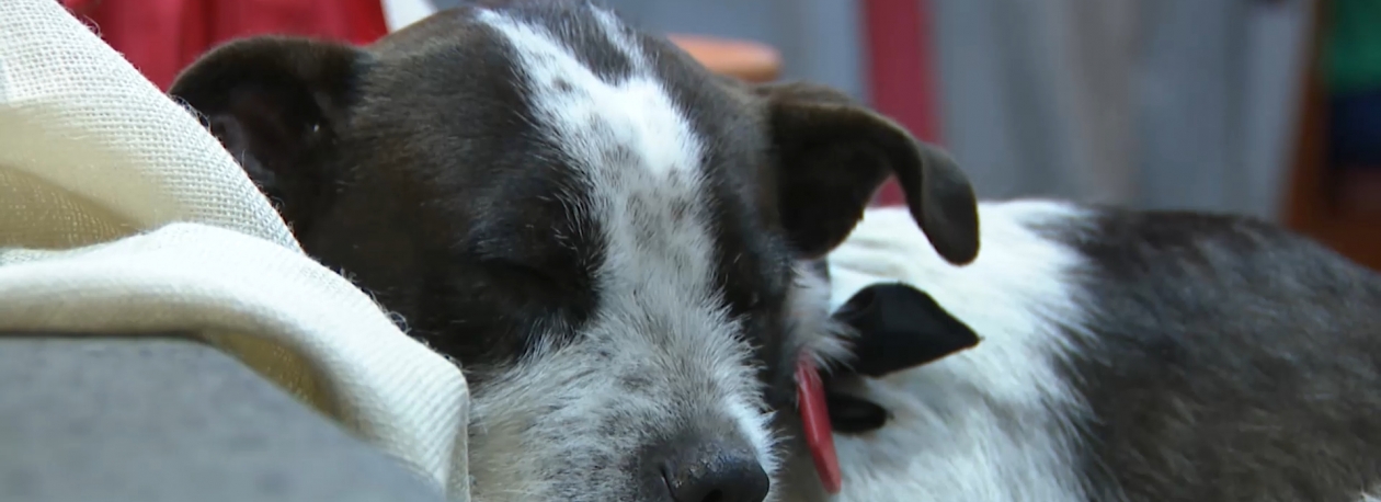 Imagem de Terminam hoje as romarias quaresmais este ano marcadas pelo fenómeno Boneca