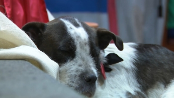 Imagem de Terminam hoje as romarias quaresmais este ano marcadas pelo fenómeno Boneca