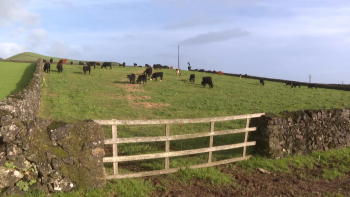 Imagem de Palestra sobre Valor e Força da Bovinicultura de Carne dos Açores decorreu na ilha Terceira