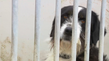 Imagem de Chega denuncia: Praia da Vitória não apoia associação de animais