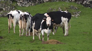 Imagem de Congresso sobre Pecuária e Agricultura: 200 cientistas procuram reduzir emissões de metano